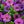 Double Purple