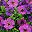 Double Purple