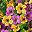 Purplish Yellow