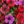 Red Purple Red Brown
