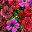 Red Purple Red Brown