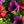 Reddish Purple