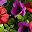Reddish Purple