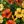 Yellow Orange