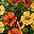 Yellow Orange