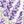 Lavender Heaven
