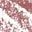 Taffeta Blush