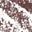Taupe Tweed
