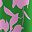 Pink Floral Print