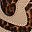 Sand Leopard