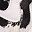 White Cow