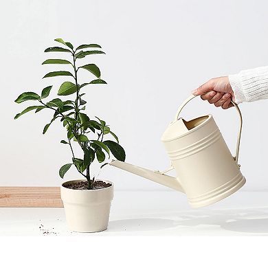 68 Oz 1/2 Gallon Plastic Indoor Plant Watering Can With Detachable Sprinkler Head