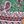 Green Paisley