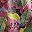 Multicolor Floral