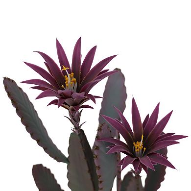 Large Artificial Cactus in Pot, Realistic Texture Faux Desert Cacti Plant for Home Garden Office