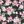 Black Pink Floral