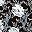 Black White Flower