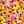 Multicolor Yellow