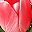Rose Red