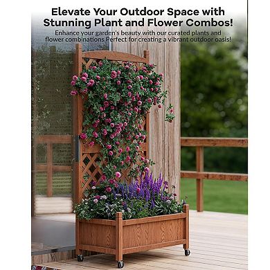 2PCS Large Raised Garden Bed with Trellis & Wheels, Wooden Mobile Planter Box with Drainage Hole