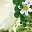White And Green