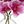 Pink Clear
