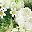 Green White