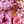 Pink Purple