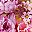 Pink Purple