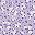 Purple Flower