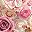 Champagne Pink