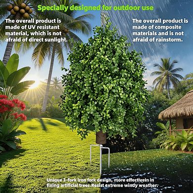 Boxwood Topiary Plants