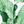 Green Bananleaf Print