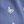 Blue Butterfly