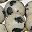 Dalmatian Jasper