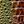 Brown Rainbow