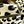 Gold Leopard