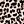 Black Leopard
