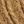 Light Yellow Brown