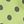 Pear Green