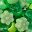Green Mix
