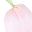 Pink Tulip Pink Snow