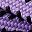 Purple Black