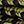 Khaki Black
