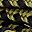 Khaki Black