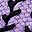 Purple Black