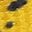 Yellow Black