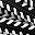 Black White