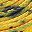 Yellow Black