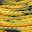 Yellow Black